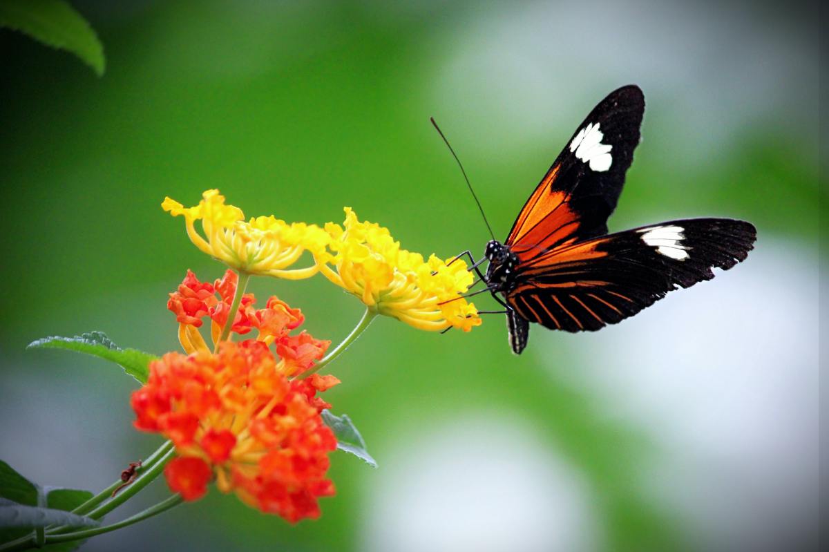 Ep 20 – Stephen Polasky on Natural&nbsp;Capital