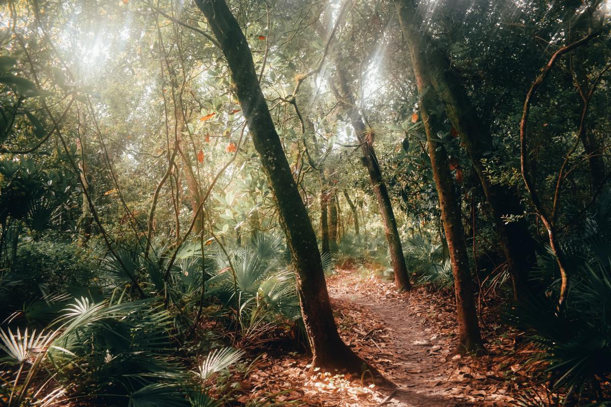 Ep 27: Dr. Jessica Hellmann on ecosystems, resilience, and financing the&nbsp;future