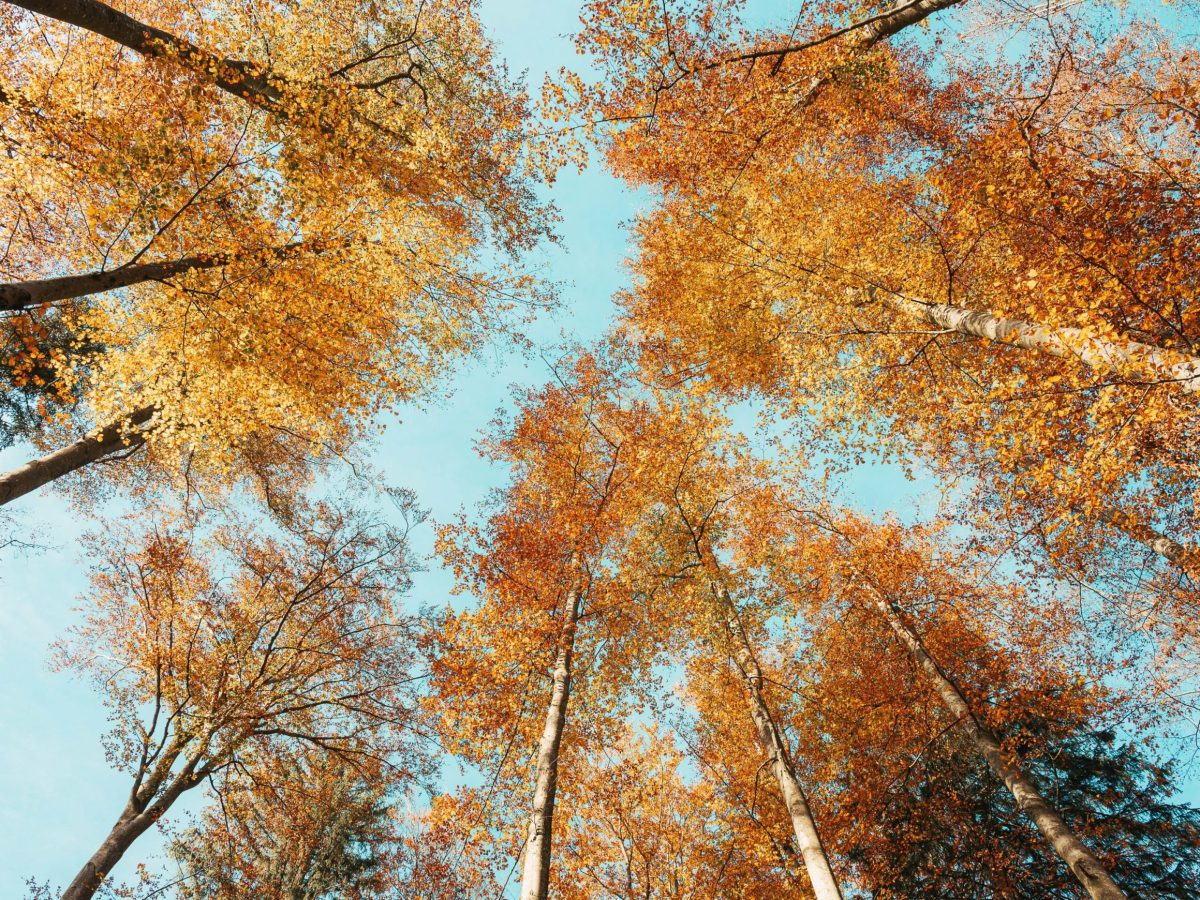 We are Nature