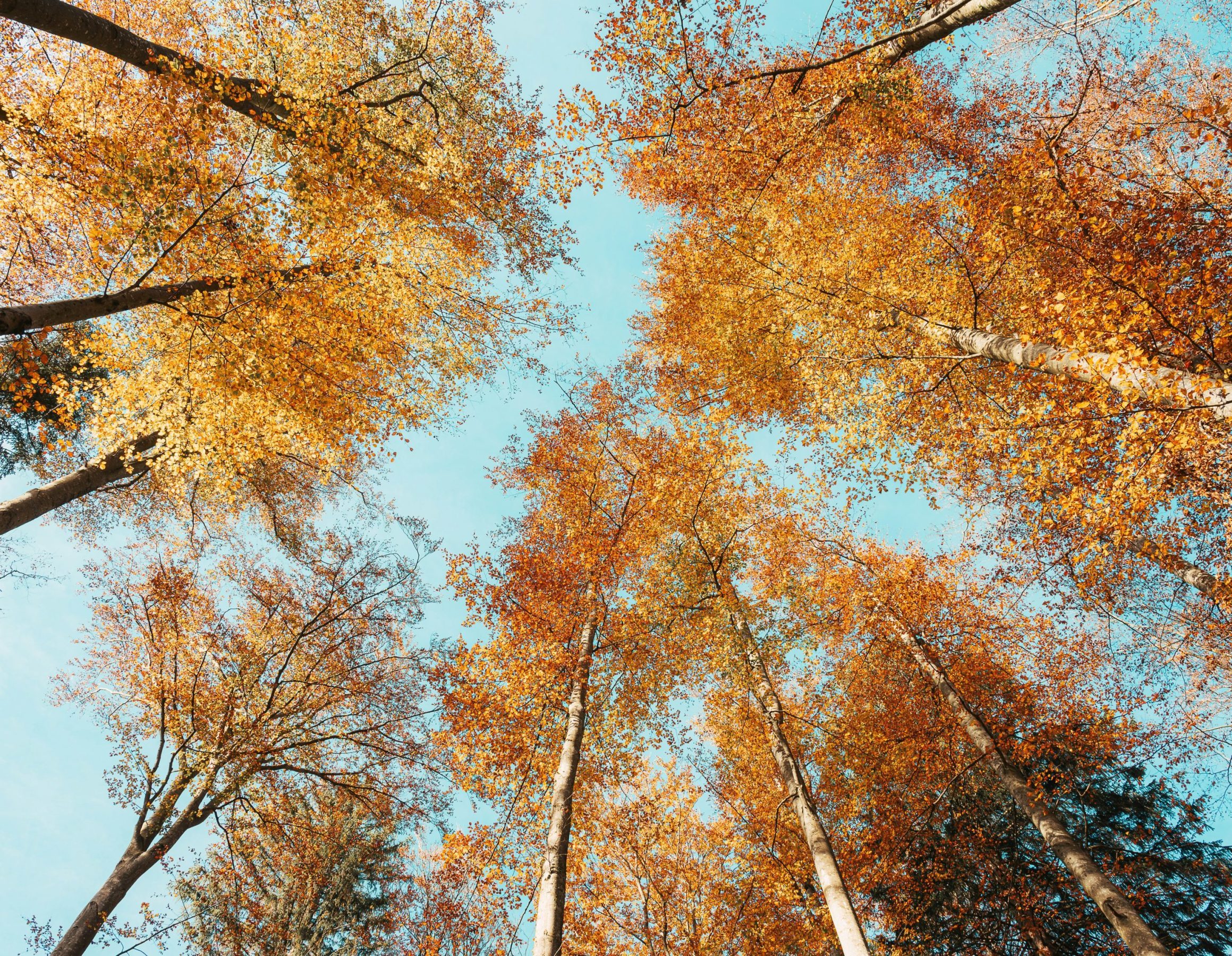 We Are Nature Geoversiv Earth Intelligence We Are Nature Geoversiv Earth Intelligence