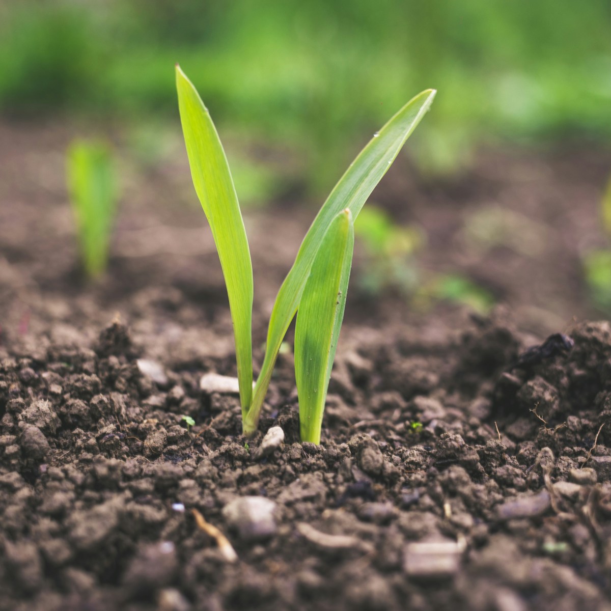 A rooted approach to emerging&nbsp;crises