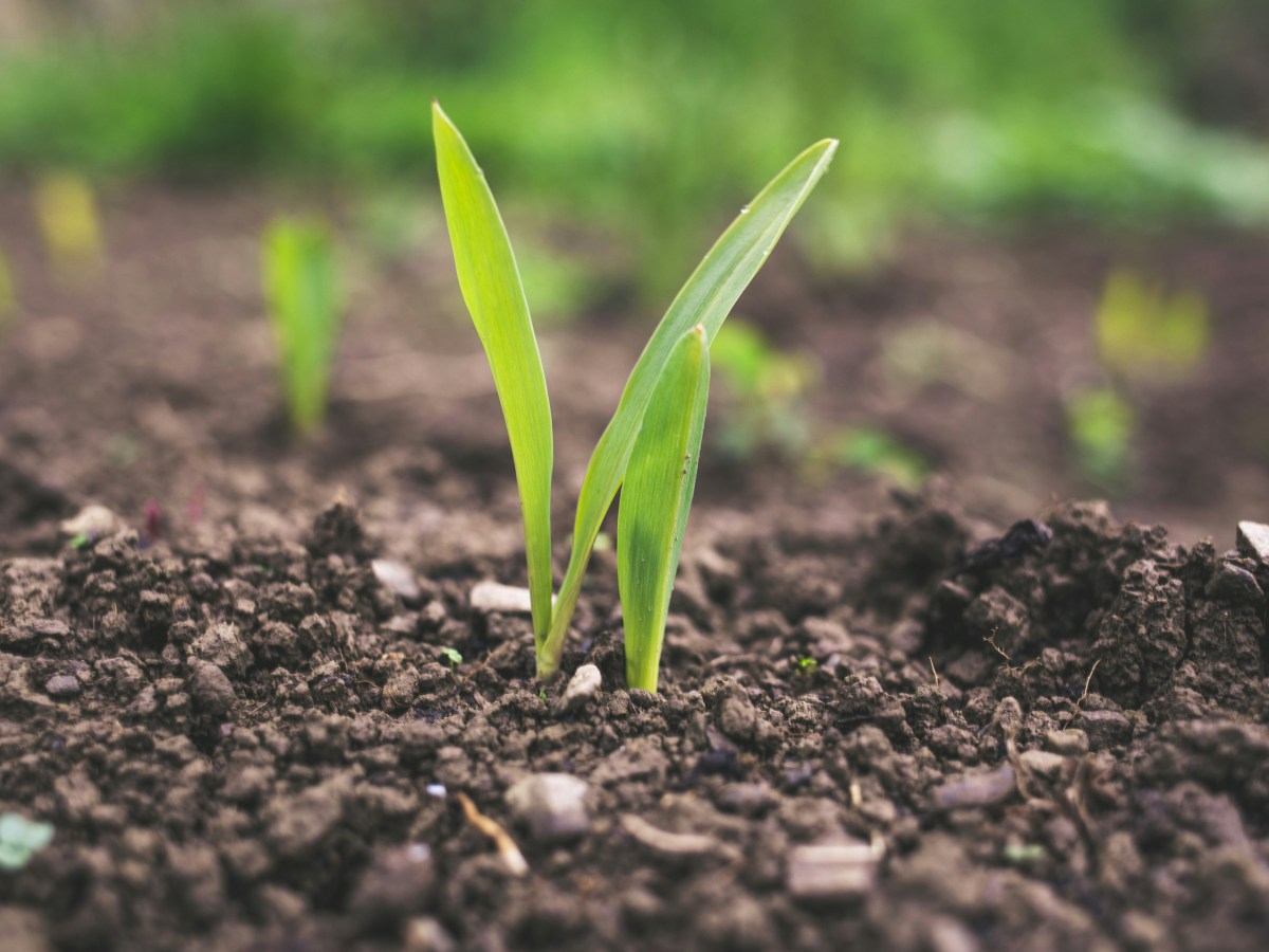 A rooted approach to emerging&nbsp;crises